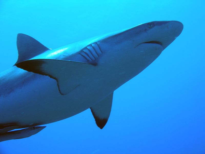 Shark in the blue, seen from below