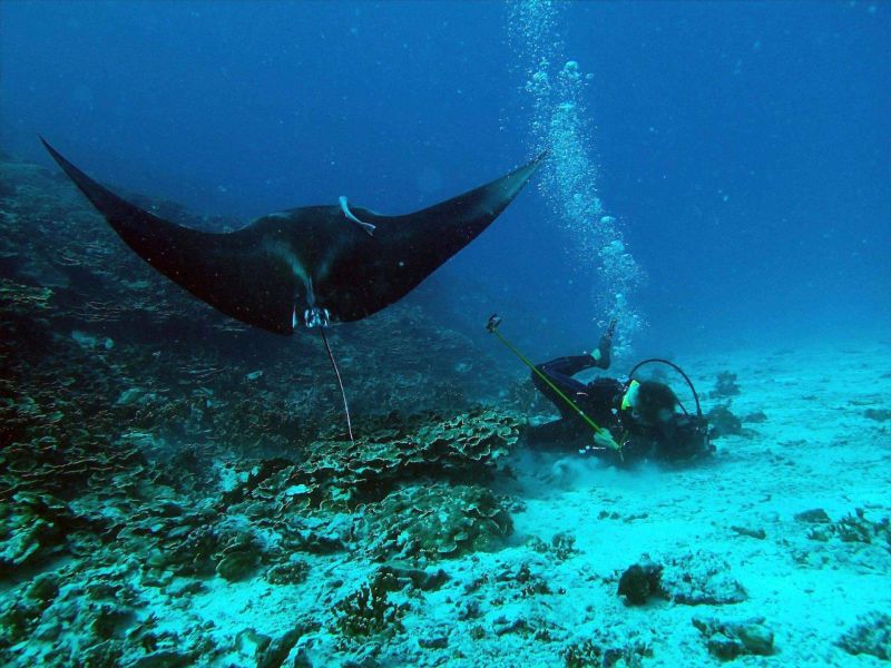 Manta ray gliding above a diver in Bora Bora