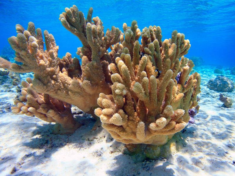 Branching coral on the lagoon sand