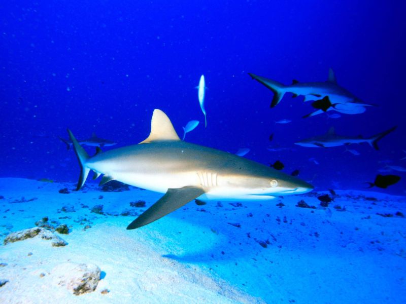 Requin au-dessus du sable à l'extérieur du récif de Bora-Bora