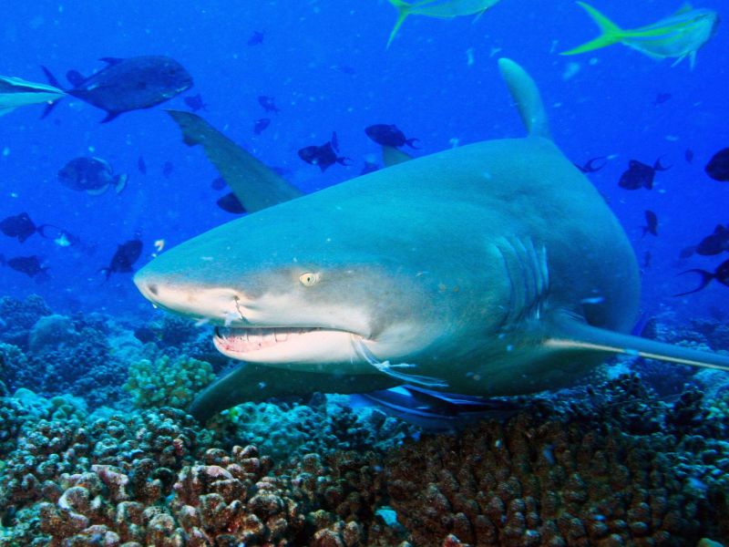 Requin citron au-dessus du corail