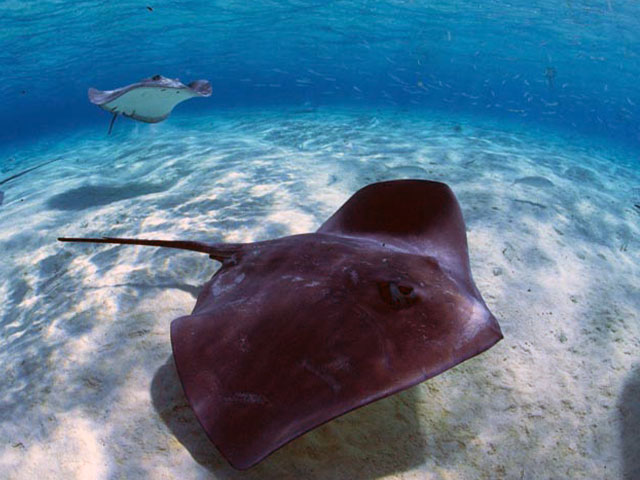 Beaucoup d'activit&eacute;s