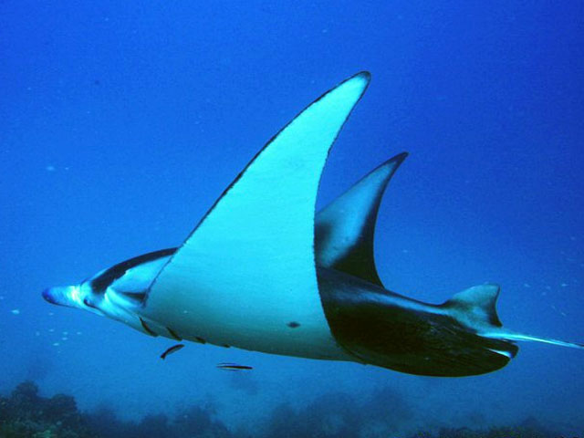 Manta ray seen from below, in the blue