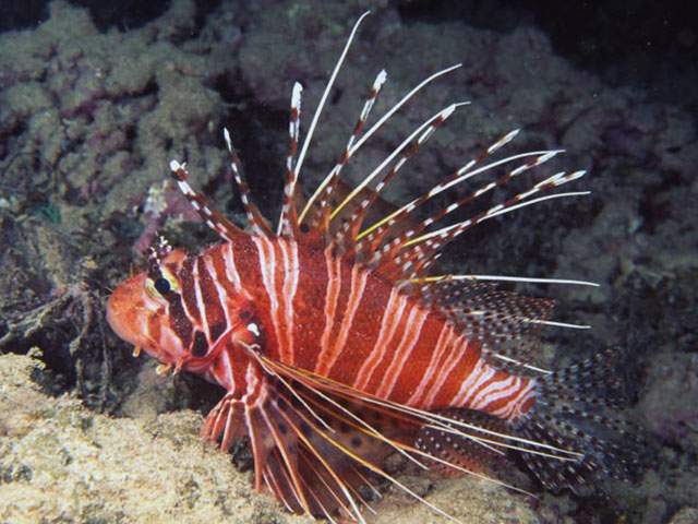 Lionfish on the reef