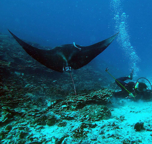 Manta ray passing above a diver
