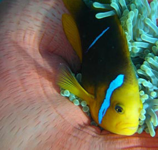 Clownfish in its anemone