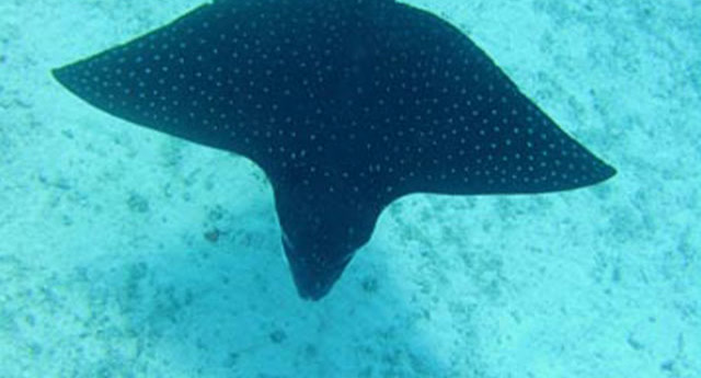 Eagle ray above the lagoon sand