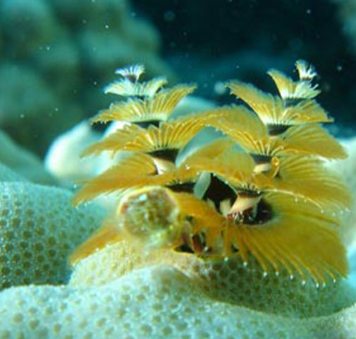 Christmas tree worms on a lagoon coral