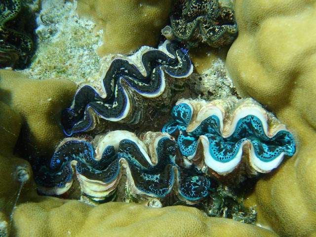 Giant clams in the lagoon coral