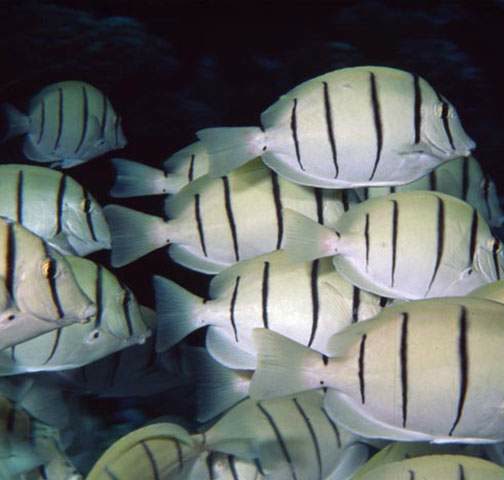 School of convict surgeonfish