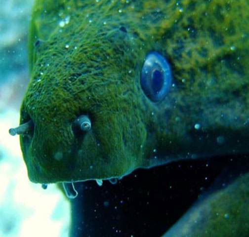 Moray eel peeking out of the reef