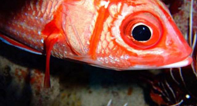 Red soldierfish with its big eye