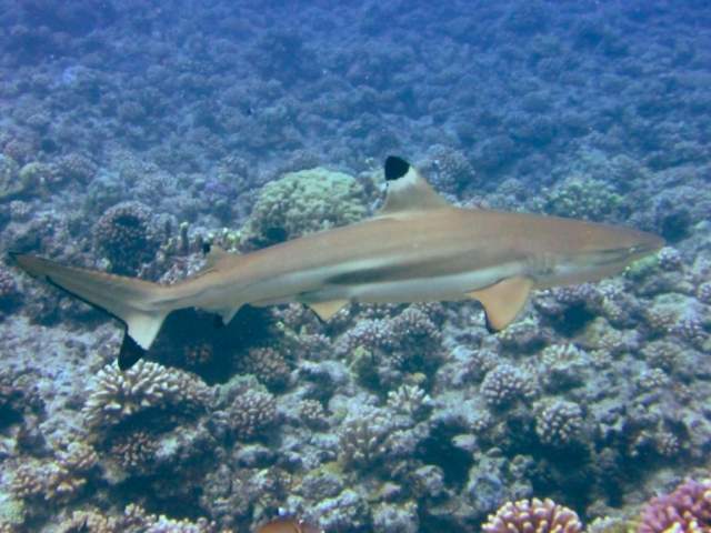 Blacktip shark above the reef