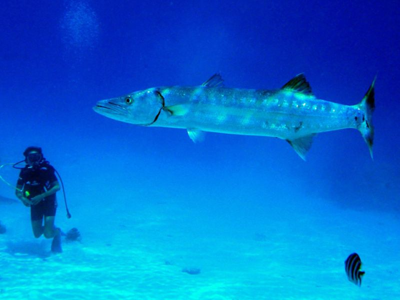 Plongeur et barracuda dans le bleu à Bora-Bora