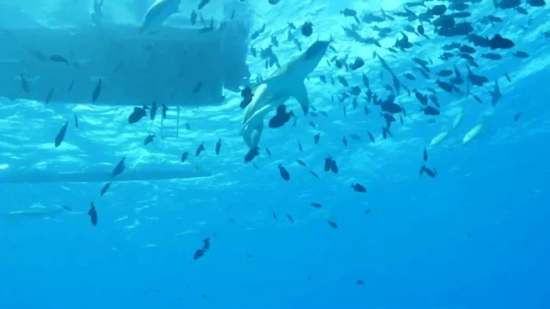 Shark and fish above the reef