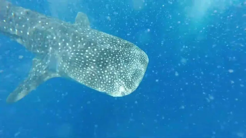 Whale shark up close, in Bora Bora