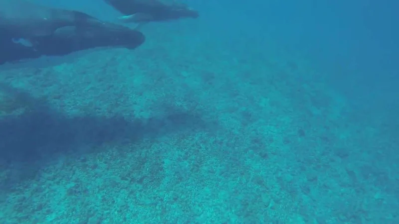 A whale and her calf