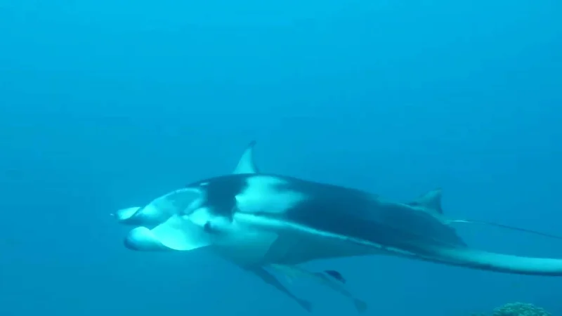 Manta rays in Bora Bora