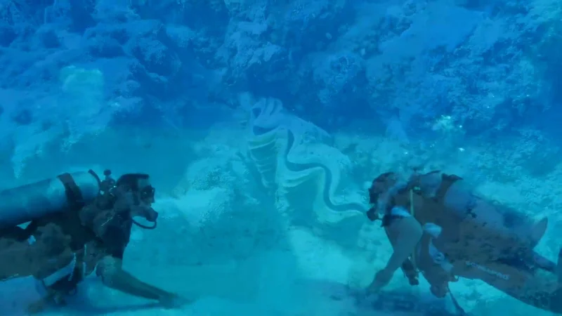 Divers and shark in the blue
