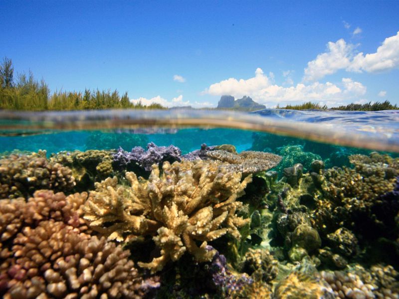 Coral reef seen at the waterline, half above and half below