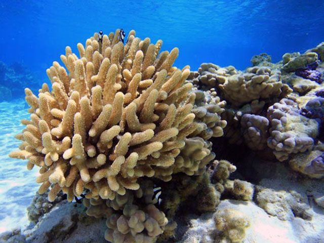 Le jardin de corail
